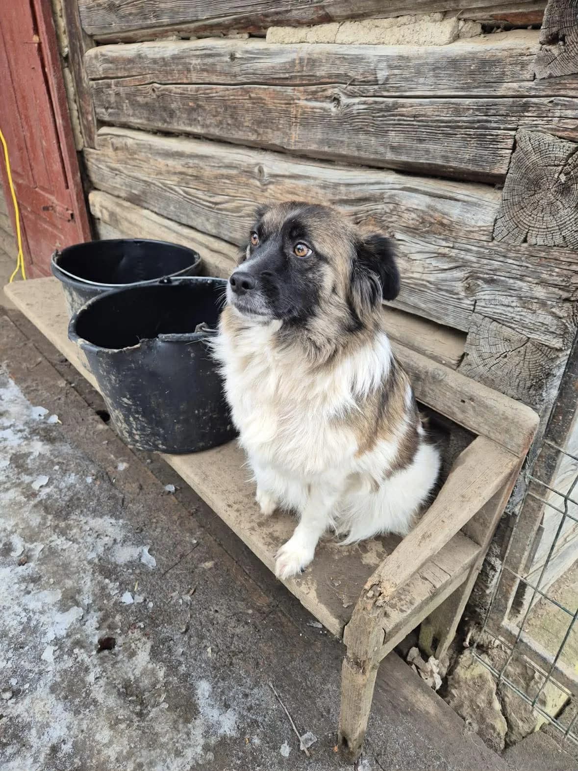 Louki, female 3yo Mixed Breed for adoption at Stichting Care 4 Shelter Dogs, NL-wide