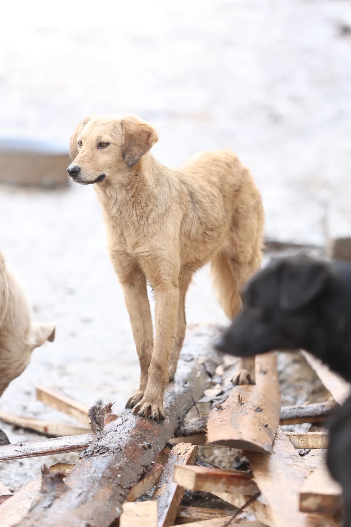 Mira, female young Mixed Breed for adoption at Stichting Care 4 Shelter Dogs, NL-wide