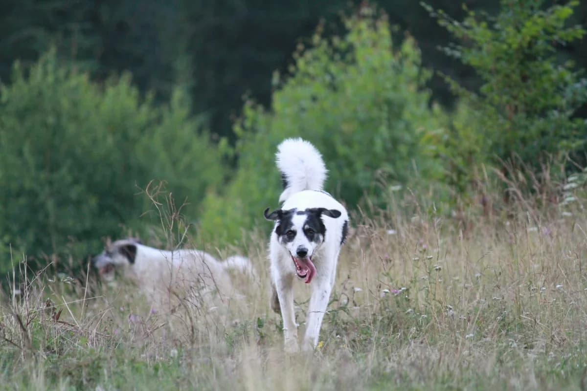 Oeba, female 4yo Mixed Breed for adoption at Stichting Care 4 Shelter Dogs, NL-wide