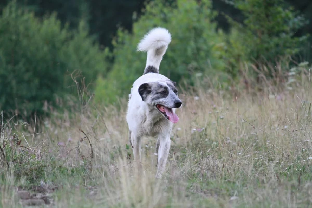 Pippa, female 4yo Mixed Breed for adoption at Stichting Care 4 Shelter Dogs, NL-wide
