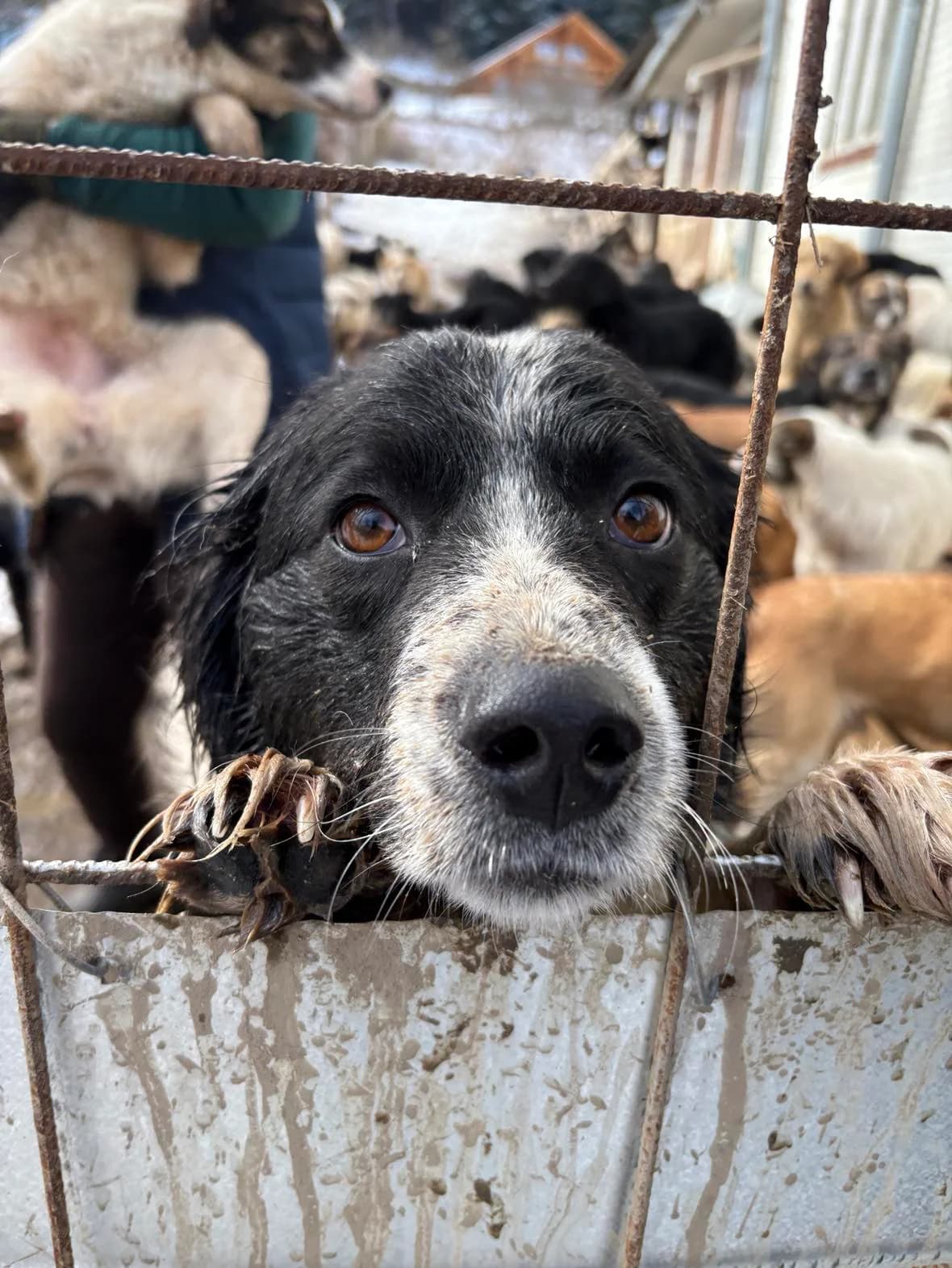 Twister, female 3yo Mixed Breed for adoption at Stichting Care 4 Shelter Dogs, NL-wide