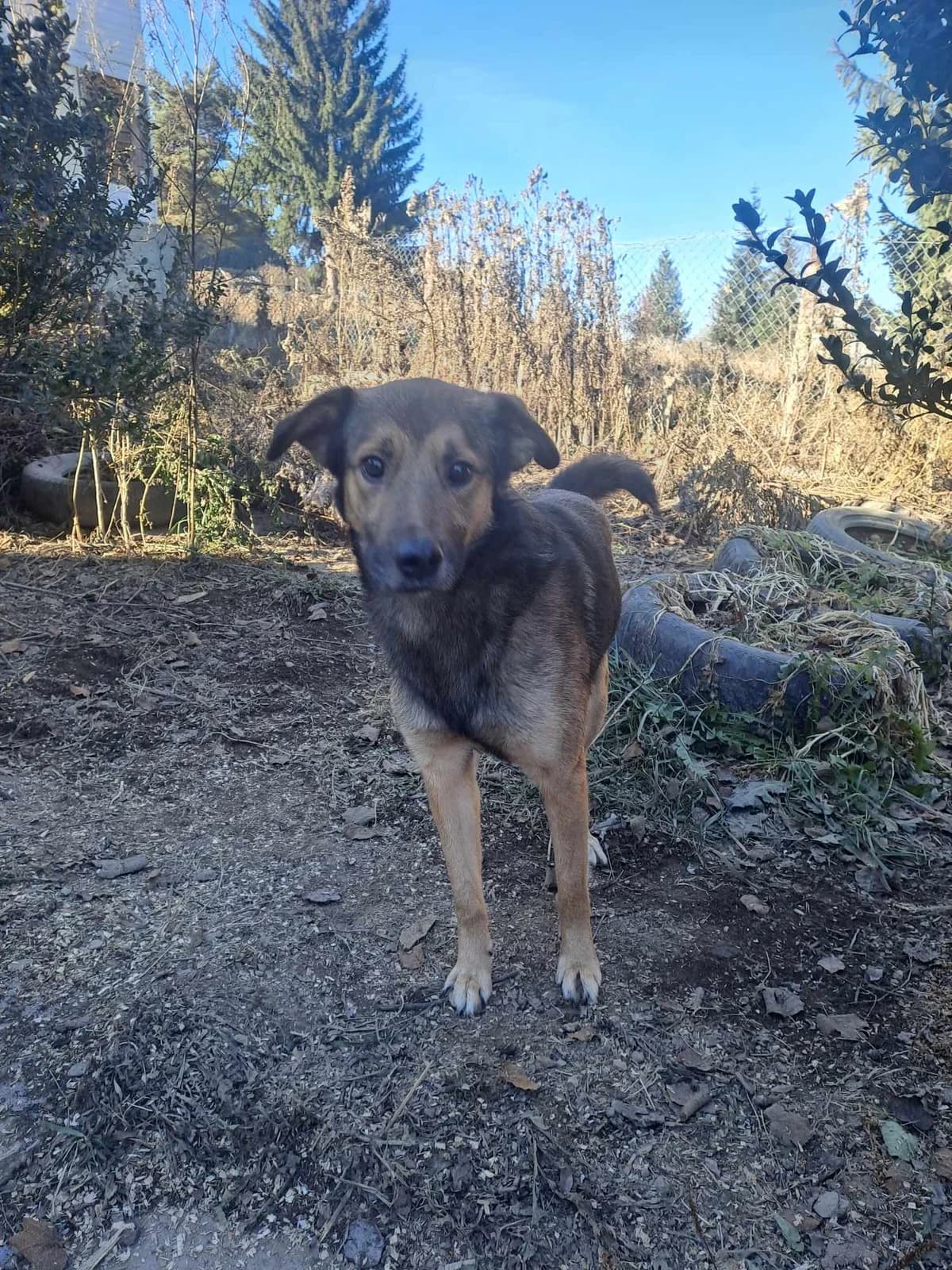 Wodan, male 3yo Mixed Breed for adoption at Stichting Care 4 Shelter Dogs, NL-wide