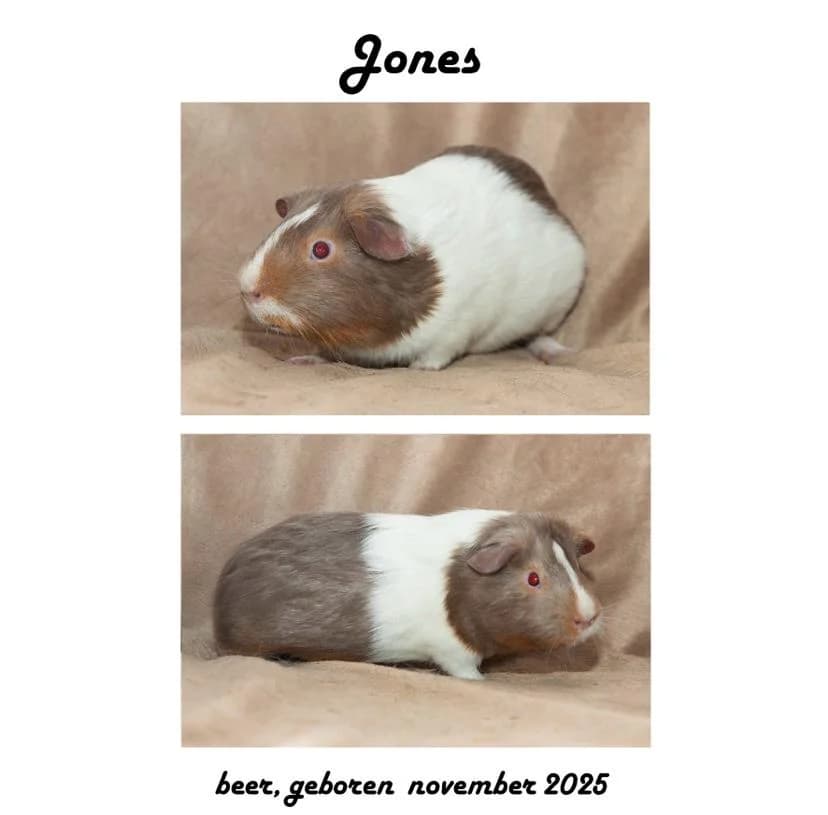 Calio, male Mixed Breed for adoption at Caviaopvang De Reddertjes, Netherlands