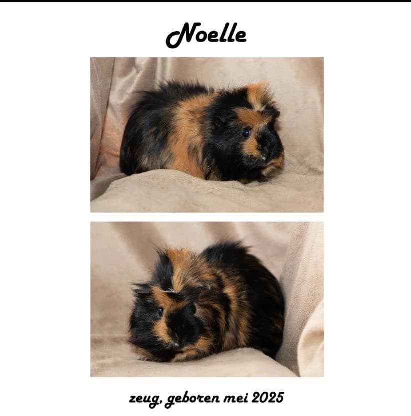 Ot en Sien, female Mixed Breed for adoption at Caviaopvang De Reddertjes, Netherlands