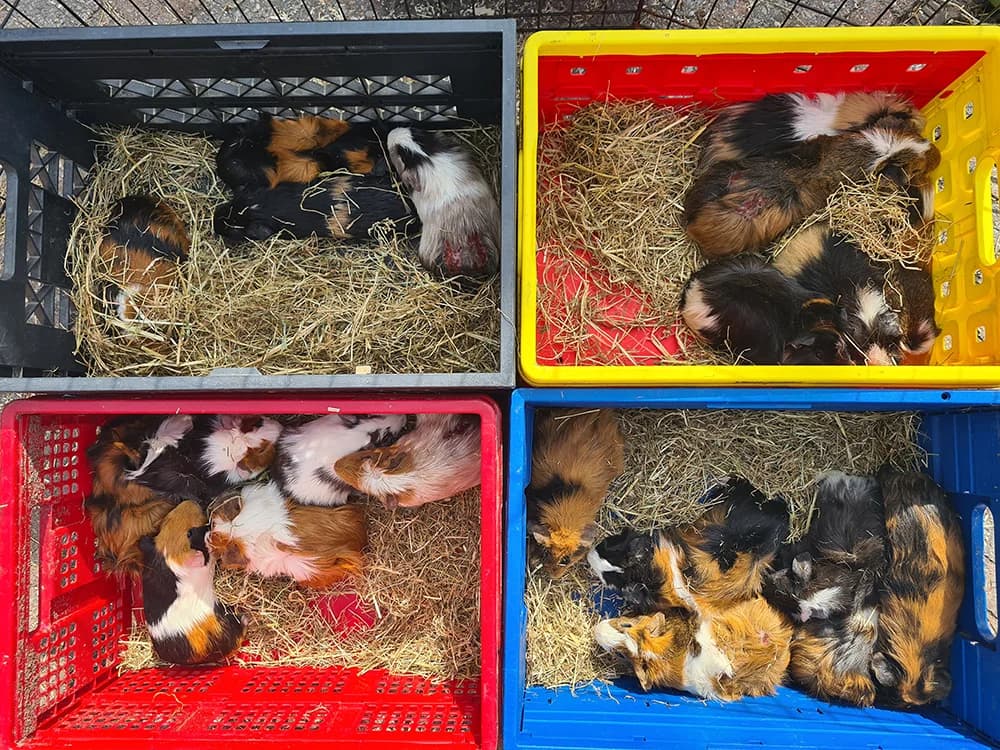 21 beertjes gedumpt…, male Mixed Breed for adoption at Caviaplein, Netherlands