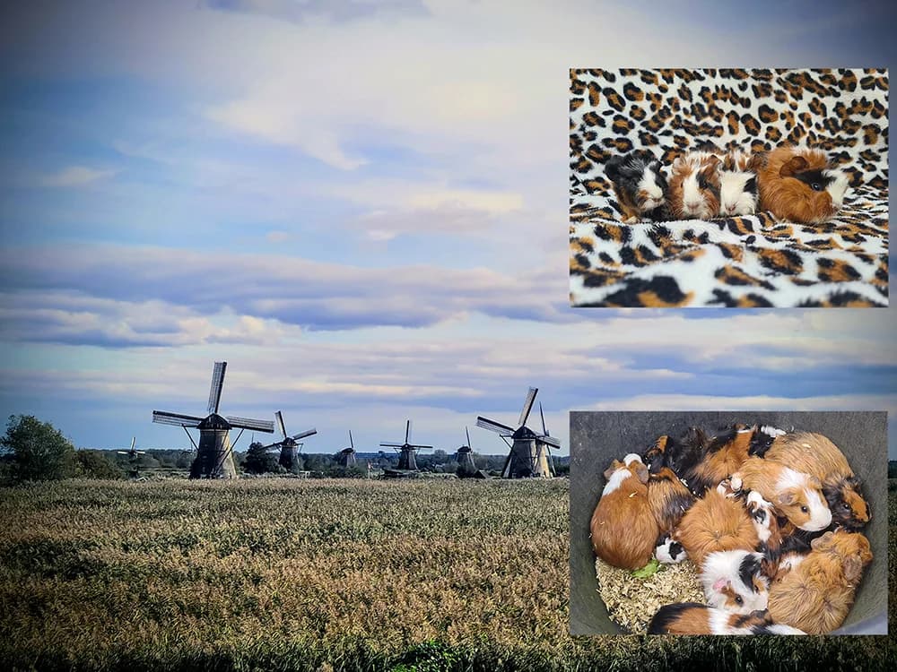 Het avontuur van de Kinderdijkse Cavia’s, female Mixed Breed for adoption at Caviaplein, Netherlands