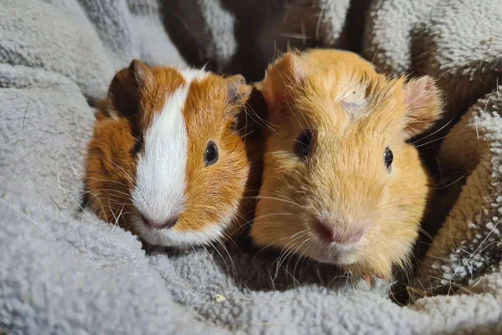 Zoomie en Popcorn, male Mixed Breed for adoption at Caviaplein, Netherlands