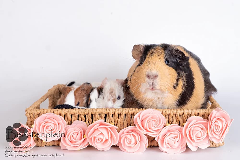 … van leegloop naar aanloop, male Mixed Breed for adoption at Caviaplein, Netherlands