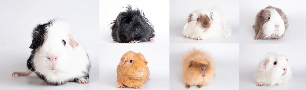 De toch-niet-gedumpte Helmondse cavia’s, female Mixed Breed for adoption at Caviaplein, Netherlands