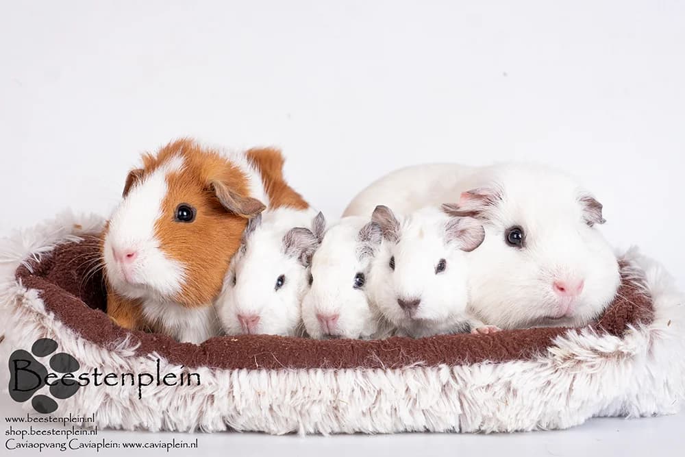 Daantje en Evert, male Mixed Breed for adoption at Caviaplein, Netherlands