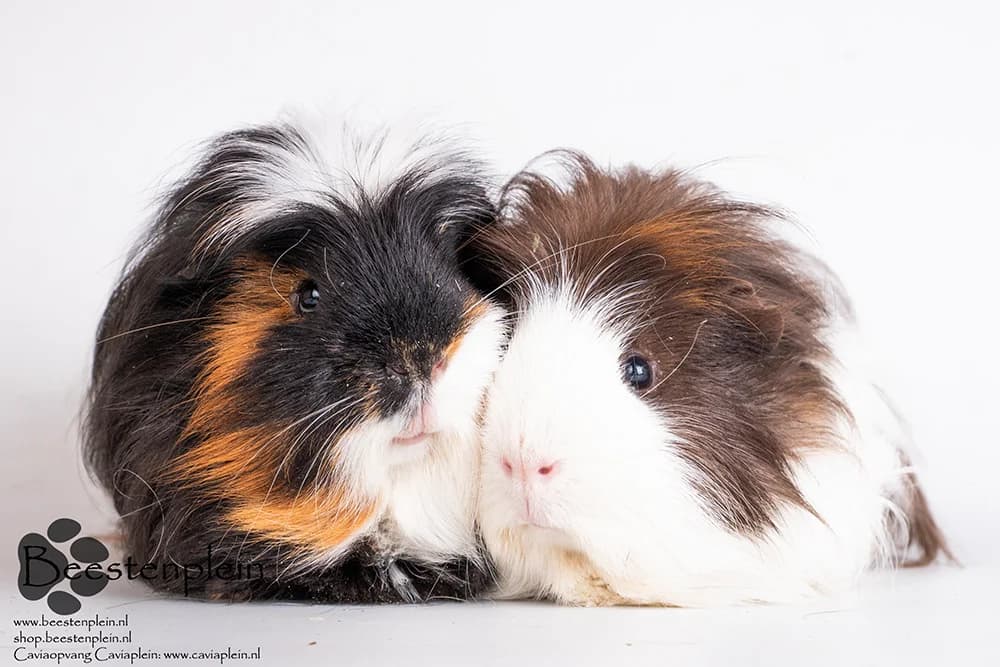 Cavia-update 13 mei, female Mixed Breed for adoption at Caviaplein, Netherlands