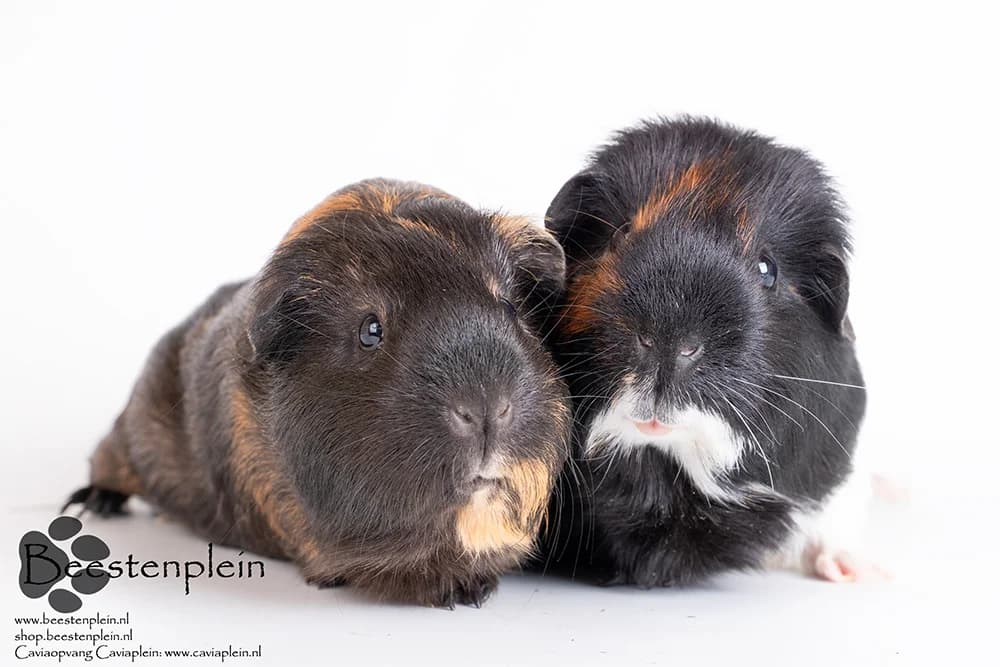 Frummel en Frits, female 5yo Mixed Breed for adoption at Caviaplein, Netherlands