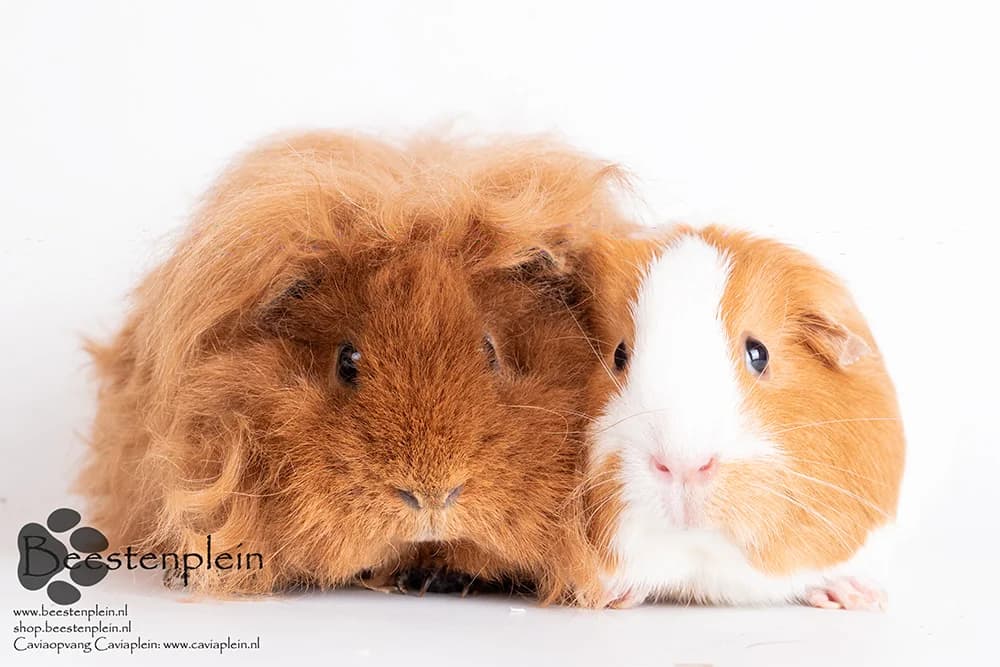 Rouge en Ricky, male puppy Mixed Breed for adoption at Caviaplein, Netherlands