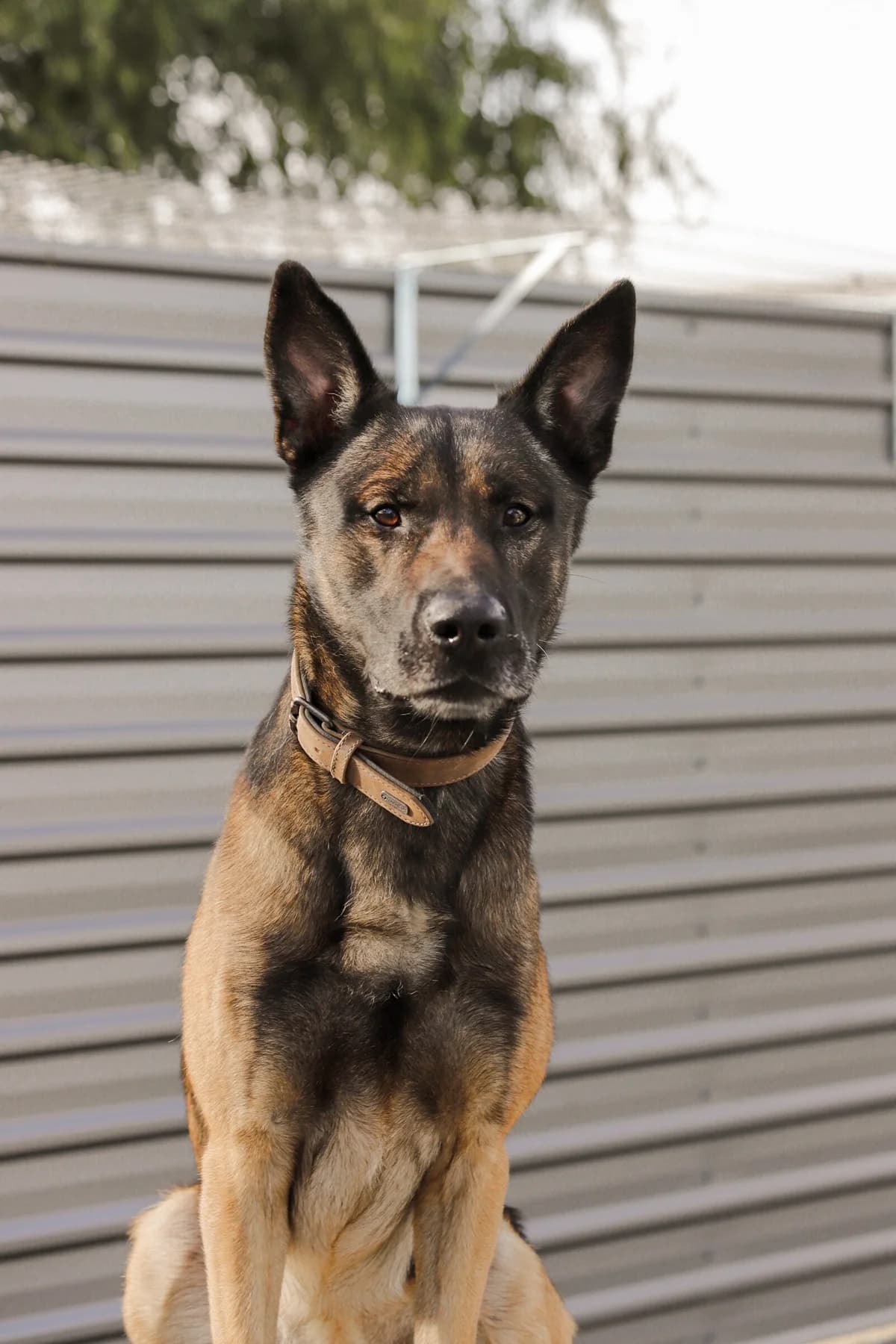 Harry, male 5yo mixed breed for adoption at Dierenopvangtehuis De Bommelerwaard