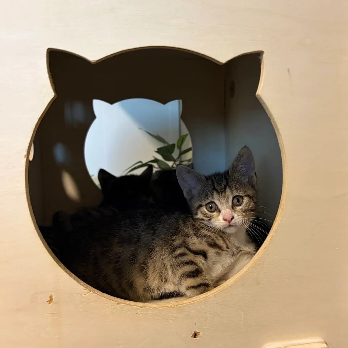 Malika, female puppy Mixed Breed for adoption at Dierenopvangtehuis De Bommelerwaard