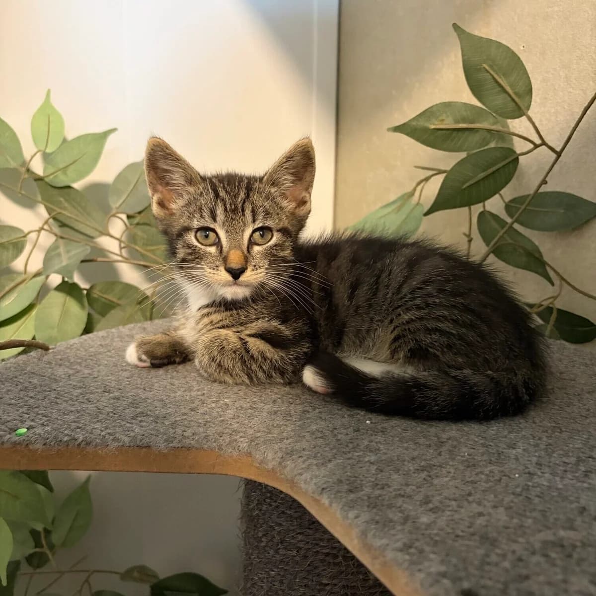 Mickey, male puppy Mixed Breed for adoption at Dierenopvangtehuis De Bommelerwaard