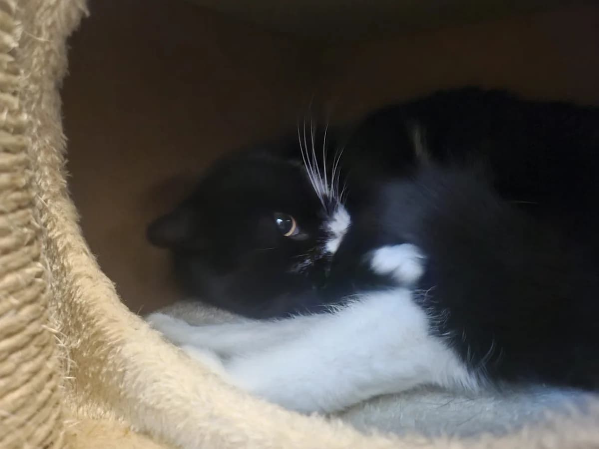 Poekie, male 5yo Mixed Breed for adoption at Dierenopvangtehuis De Bommelerwaard