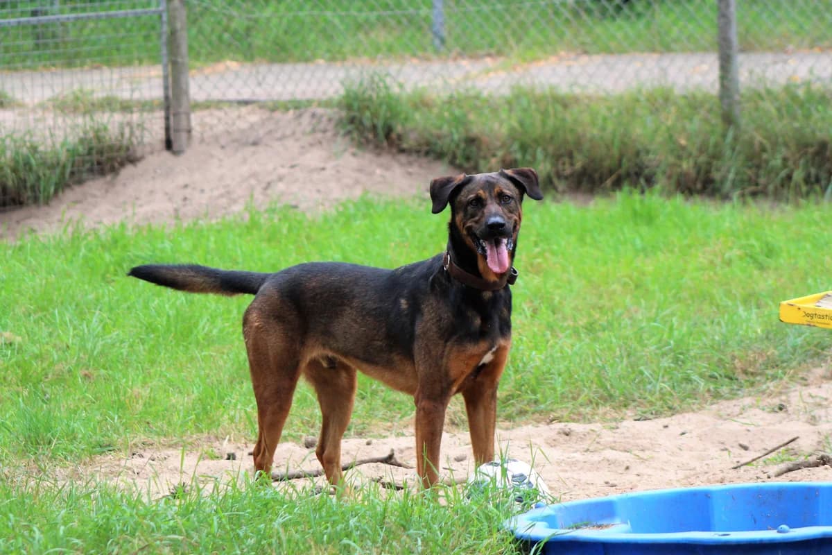 Diezel, male mixed breed for adoption at Dierenasiel Crailo, Hilversum