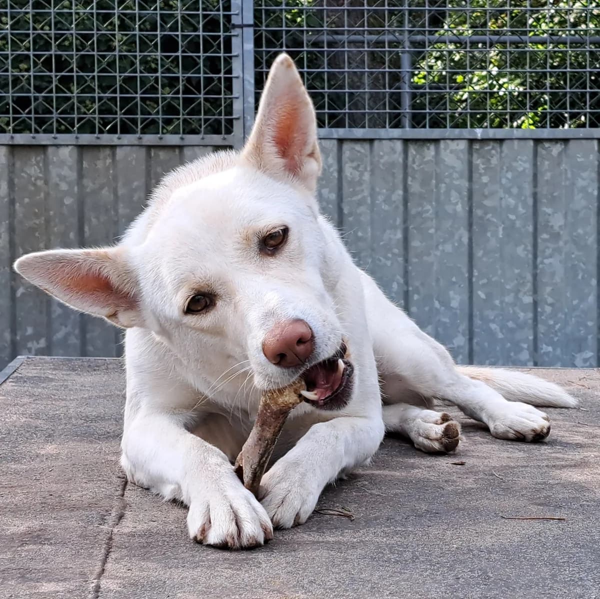 Kaya, female mixed breed for adoption at Dierenasiel Crailo, Hilversum