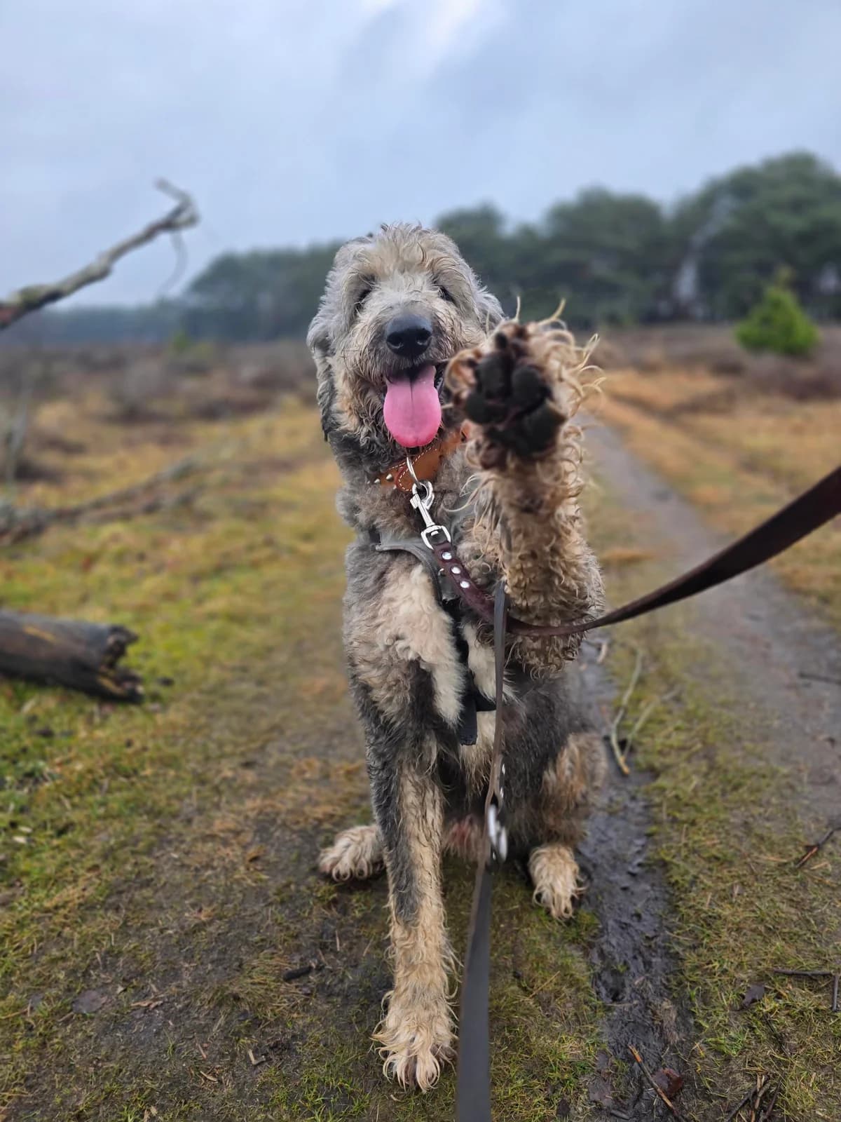 Morris, male 6yo Labradoodle for adoption at Dierenasiel Crailo, Hilversum