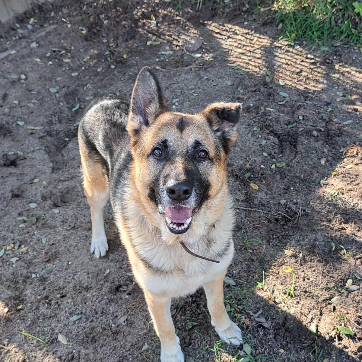 Bumper DH, male mixed breed for adoption at Dierenasiel Crailo, Hilversum