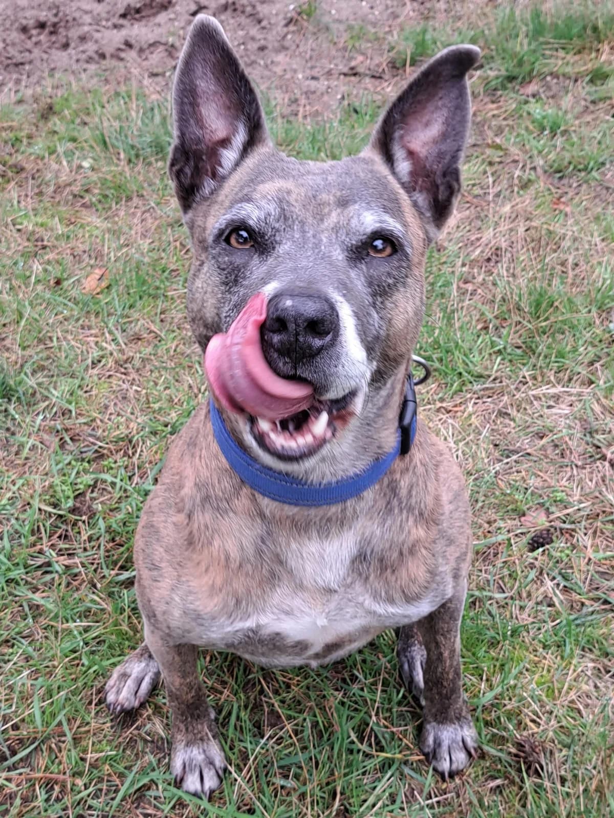 Fy, female mixed breed for adoption at Dierenasiel Crailo, Hilversum