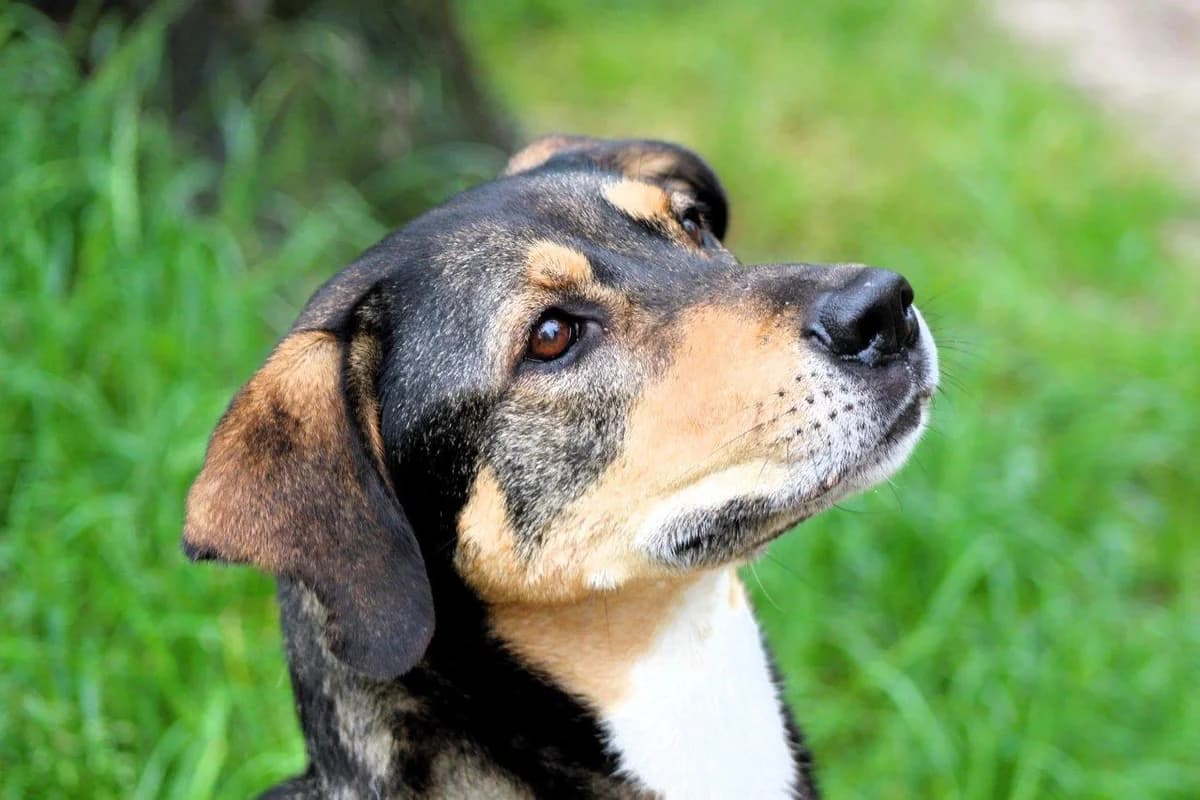 Kyra, female mixed breed for adoption at Dierenasiel Crailo, Hilversum