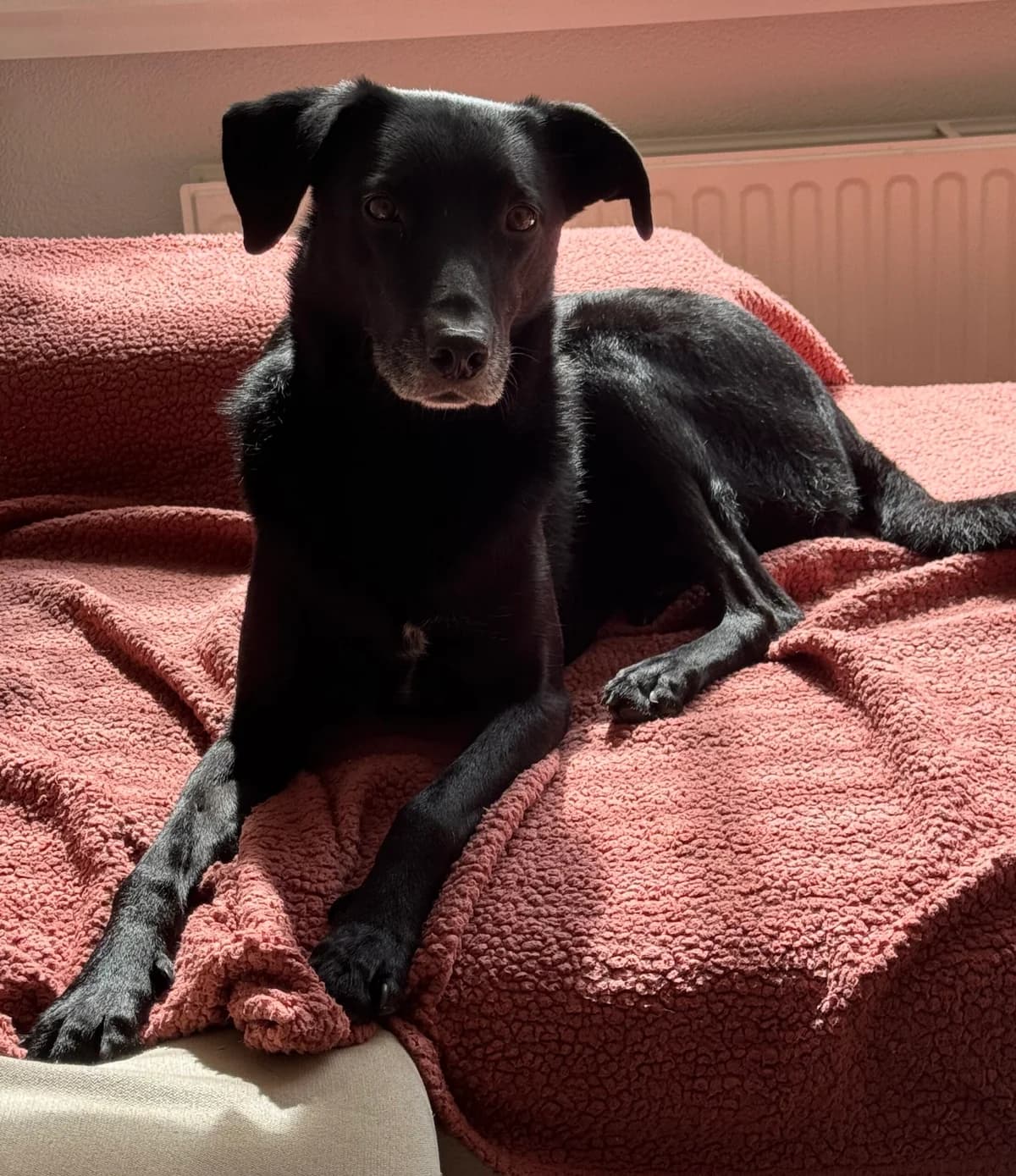 Binkie, male senior mixed breed for adoption at Dierenasiel Crailo, Hilversum
