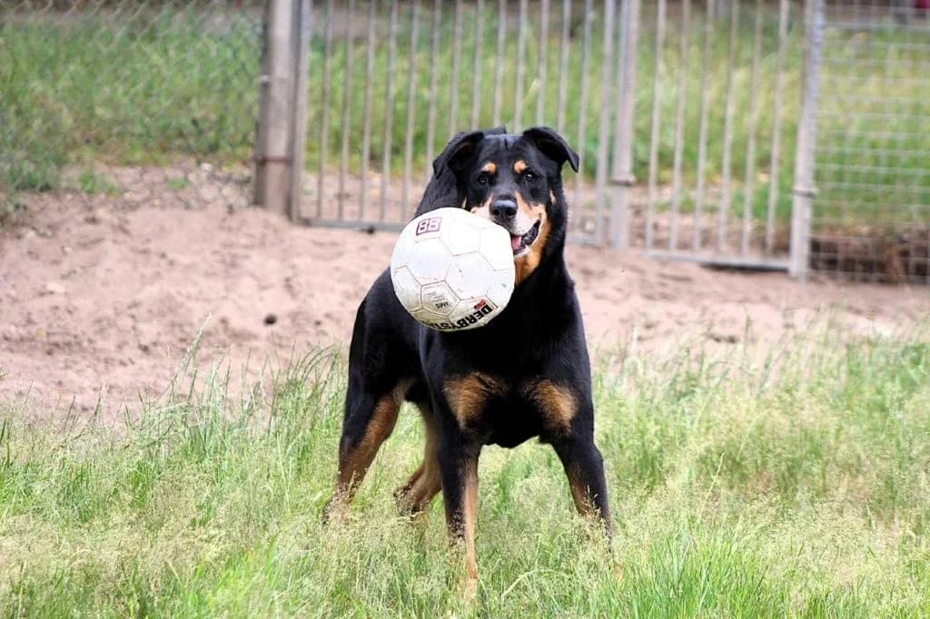 Kara, male senior Rottweiler for adoption at Dierenasiel Crailo, Hilversum