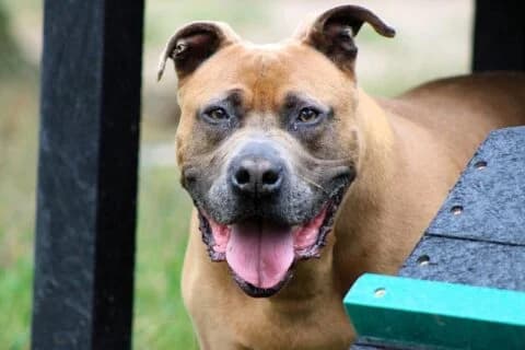 Buddha, male senior Pit Bull Terrier for adoption at Dierenasiel Crailo, Hilversum