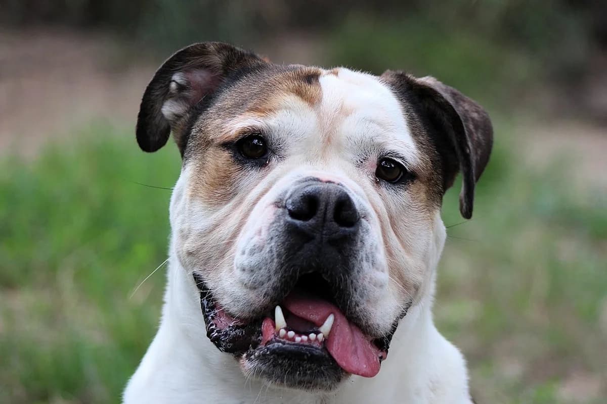 Baco, male English Bulldog for adoption at Dierenasiel Crailo, Hilversum