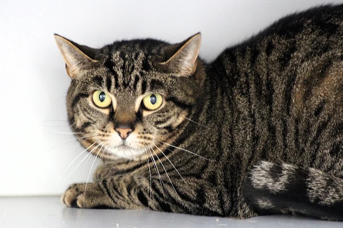 Nunu & Neina (setje) zijn gereserveerd, European Shorthair for adoption at Dierenasiel Crailo, Hilversum