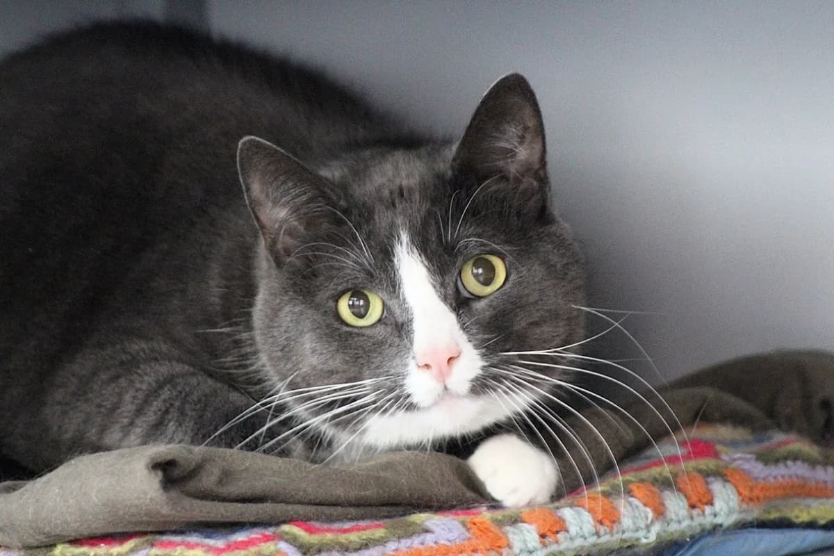 Milaw & Wiebertsje (setje)zijn geplaatst :), male European Shorthair for adoption at Dierenasiel Crailo, Hilversum