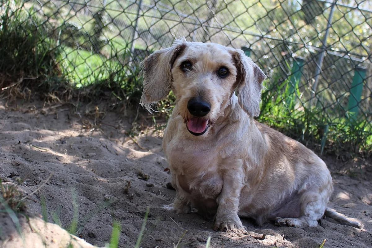 Waldi, male senior Dachshund for adoption at Dierenasiel Crailo, Hilversum