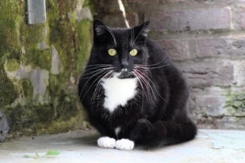 Charlie, male 7yo European Shorthair for adoption at Dierenasiel Crailo, Hilversum