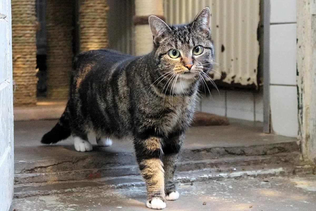 Teddy, female 3yo European Shorthair for adoption at Dierenasiel Crailo, Hilversum