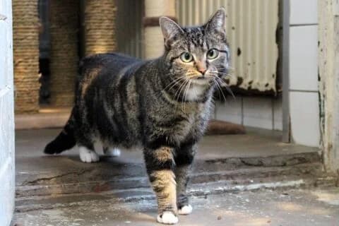 Teddy is geplaatst :), female 3yo European Shorthair for adoption at Dierenasiel Crailo, Hilversum
