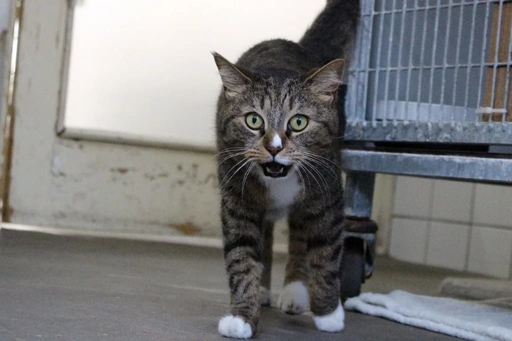Fifi, female senior European Shorthair for adoption at Dierenasiel Crailo, Hilversum