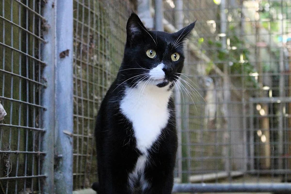 Gijs, male 6yo European Shorthair for adoption at Dierenasiel Crailo, Hilversum