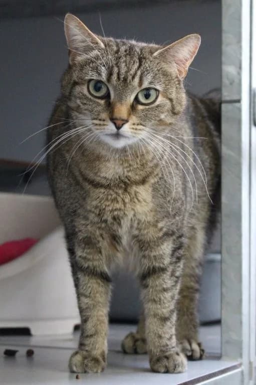 Simba, female 6yo European Shorthair for adoption at Dierenasiel Crailo, Hilversum