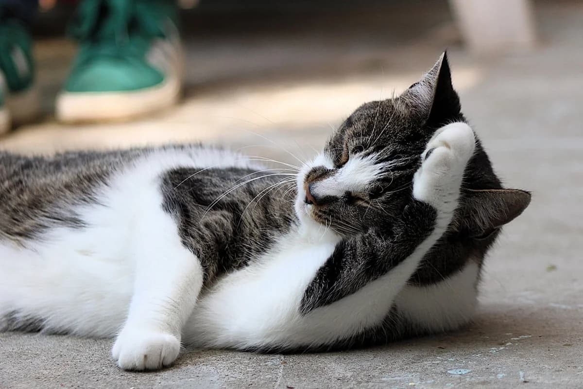 Pip, female 4yo European Shorthair for adoption at Dierenasiel Crailo, Hilversum