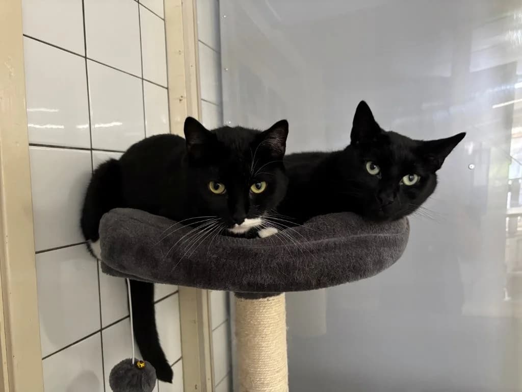 Schoffy & Schurkie (setje), male young European Shorthair for adoption at Dierenasiel Crailo, Hilversum