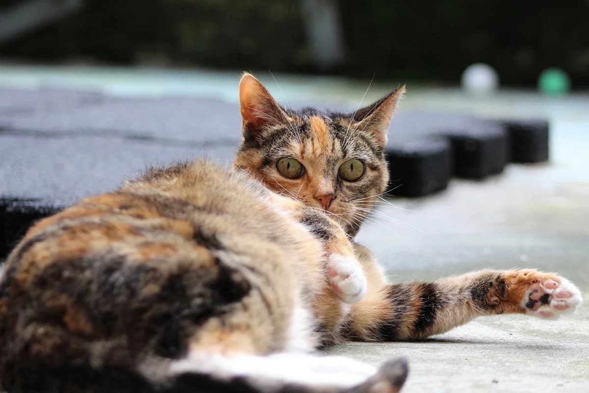 Fleur, female senior European Shorthair for adoption at Dierenasiel Crailo, Hilversum