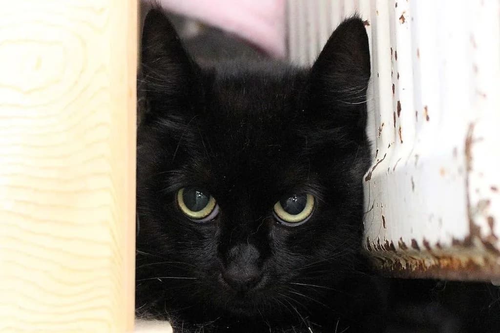 Luuk, female 4yo European Shorthair for adoption at Dierenasiel Crailo, Hilversum