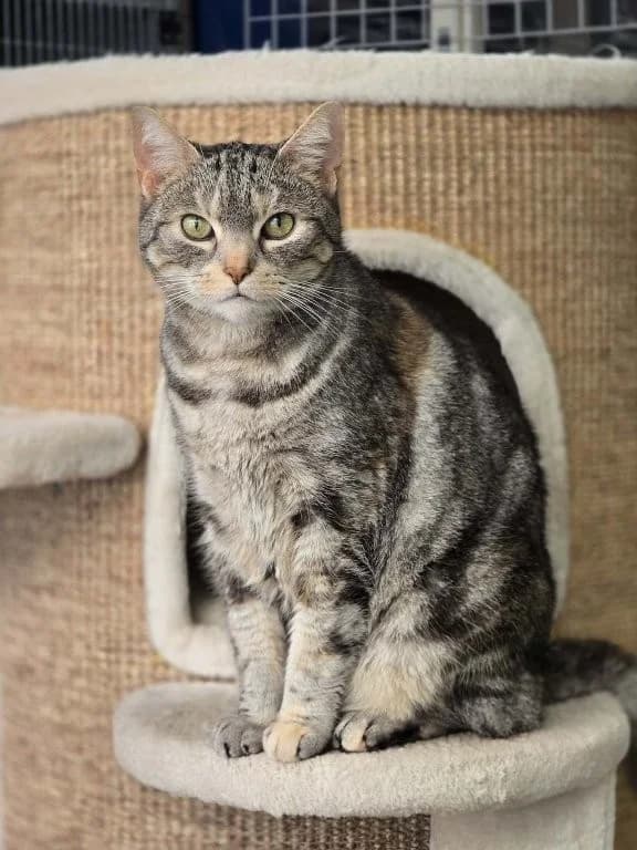 Bo, female senior European Shorthair for adoption at Dierenasiel Crailo, Hilversum