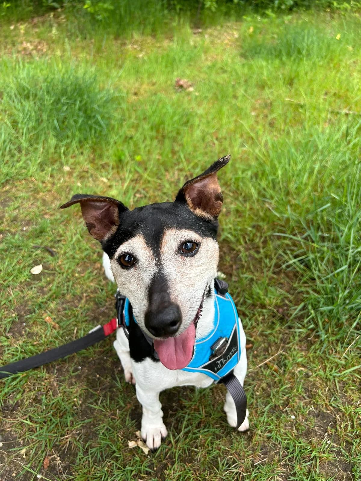 Puck is gereserveerd, male senior Jack Russell Terrier for adoption at Dierenasiel Crailo, Hilversum