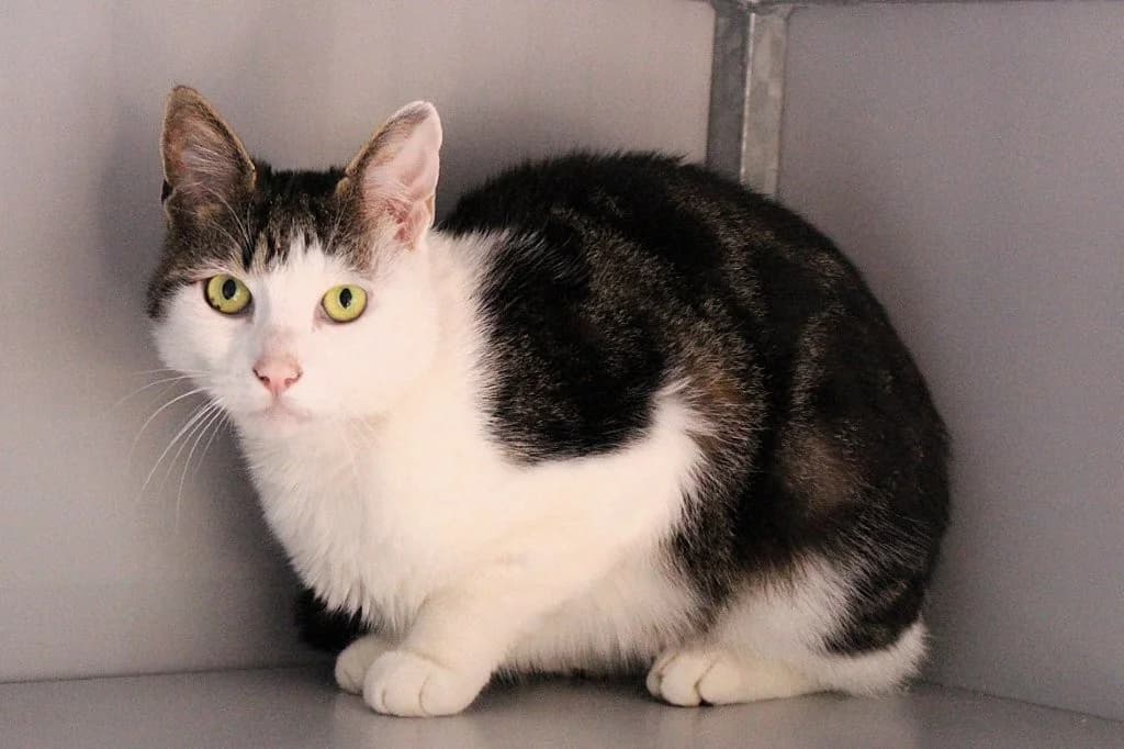 Louis, male 5yo European Shorthair for adoption at Dierenasiel Crailo, Hilversum