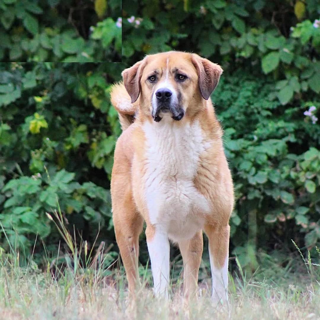Bento, male 5yo mixed breed for adoption at Dierenasiel Crailo, Hilversum