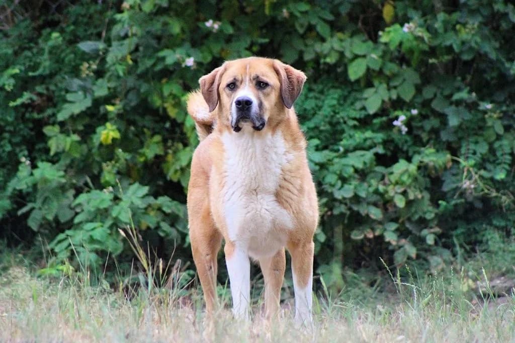 Bento, male 5yo mixed breed for adoption at Dierenasiel Crailo, Hilversum