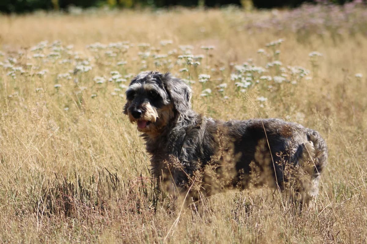 Nora is gereserveerd, female senior Dachshund for adoption at Dierenasiel Crailo, Hilversum